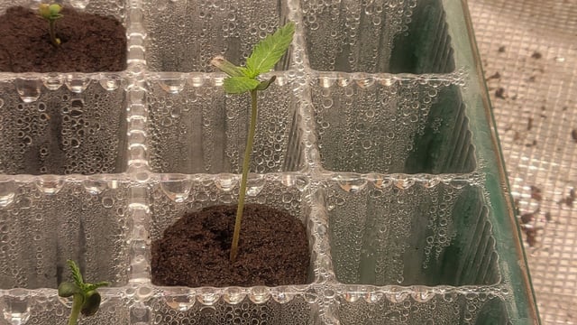  New batch — seedling_rooting, day 1