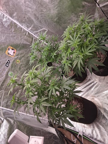 TEAM FULL AUTOS — flower, day 92