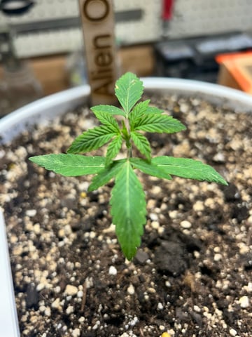 First ever grow — vegetative, day 25