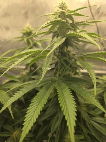 First Indoor Grow — germination, day 92