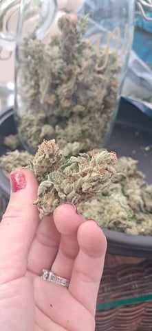 1st grow (green house)(natural) — flower, day 141