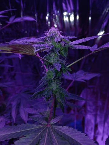 triangle kush  — flower, day 76