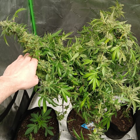 run #3 — harvest, day 115