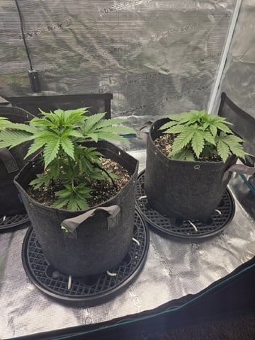4 strains in 1 tent — vegetative, day 15