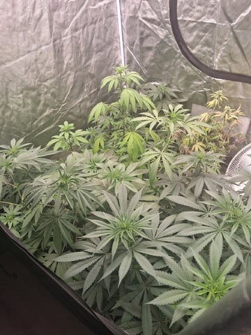 Panama Red Regular Jamaican Landraces