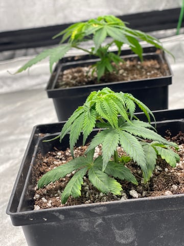 Clones GodFather OG Clones — seedling_rooting, day 2