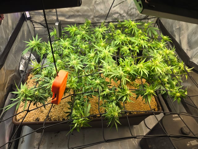 White rhino — flower, day 66