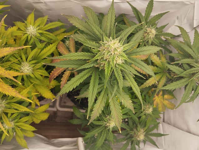 F1 apollo — flower, day 45