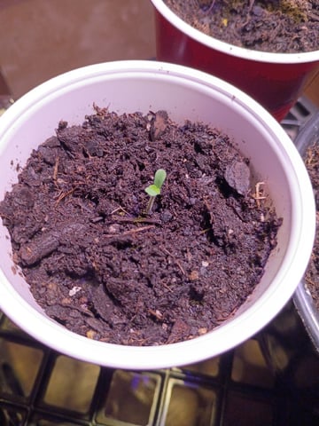 First Grow — seedling_rooting, day 3