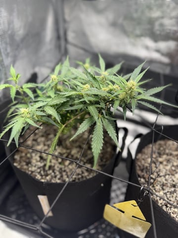 Gorilla Cookies — 1st Grow