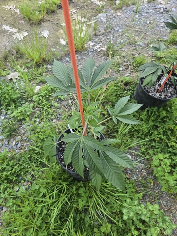 Grandpa Cookies, Black Cherry Soda And Lemon Trees — vegetative, day 57