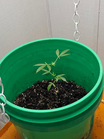 1st plant. Strain: Green Gelato AutoFlower — vegetative, day 52