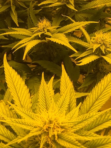 tropickle — flower, day 70