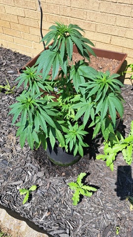 Gumbo — vegetative, day 14