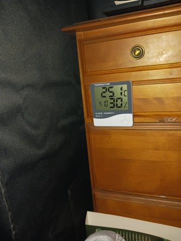 black gorilla feminized 