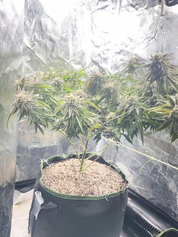 New LADIEZZ — flower, day 126