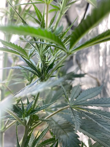 widows’ mimosa f1 — flower, day 67