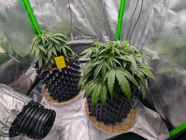 Titan F1 grow  — vegetative, day 39