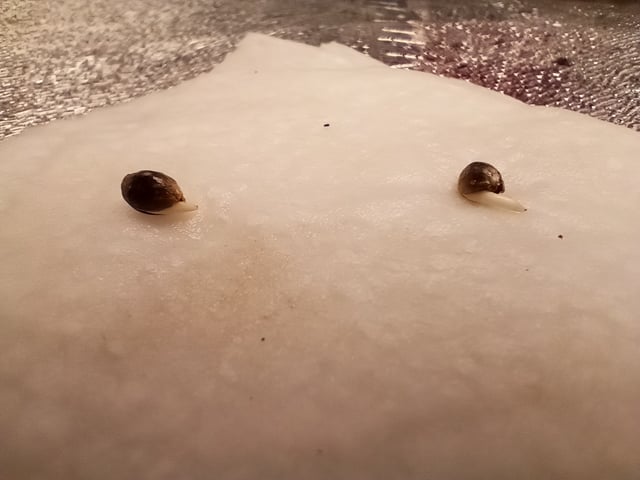 All Aboard!!! — seedling_rooting, day 1