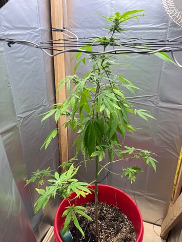 My Devine Conscious  — flower, day 144