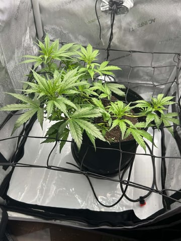 Vanna's Vanilla — flower, day 38