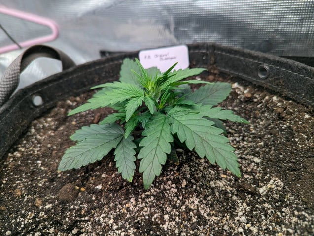 2025 EOY Grow — vegetative, day 32