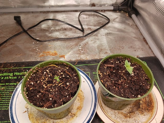 9lbhammer feminized  — seedling_rooting, day 4