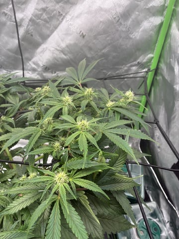 Comet Candy (Auto) 2026- 02 — flower, day 50