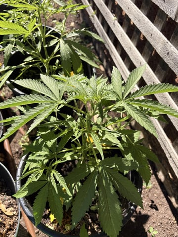Muliflex — vegetative, day 48
