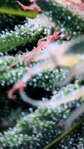 outdoors  unground 2025 — flower, day 25