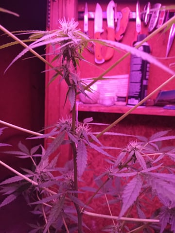 aurora auto — flower, day 59