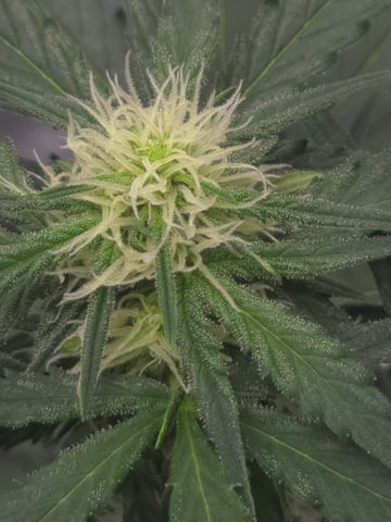 Homegrown - 🍒 🥧 & GSC Auto, 🚀 Seeds 🍌 Buttercups  — flower, day 38