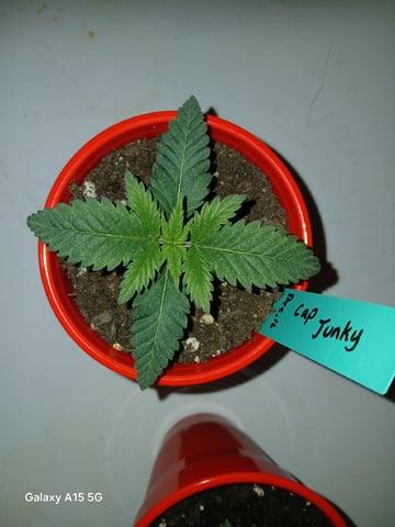 fruity pebbles, cap junky — seedling_rooting, day 23