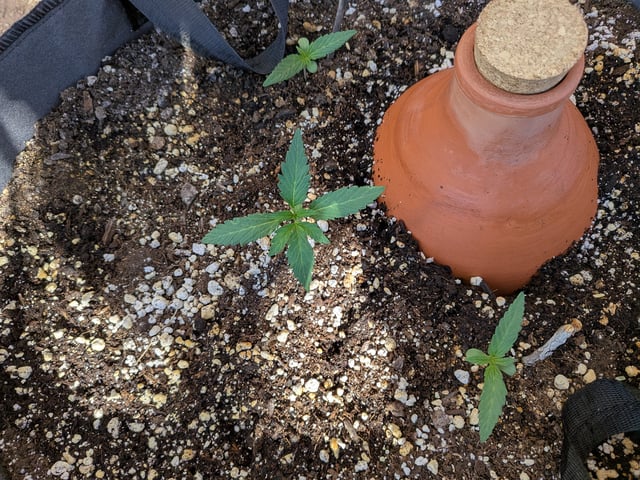 October Start — vegetative, day 22