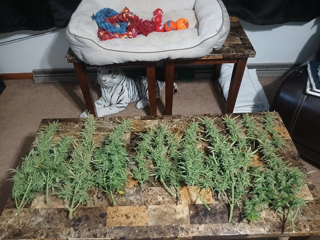 Cornucopia of Cannabis — harvest, day 12