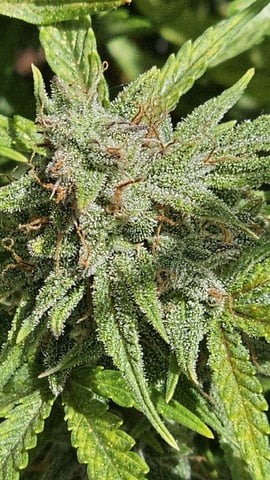 4th APRIL — vegetative, day 31