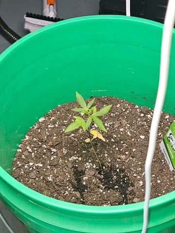 1st plant. Strain: Green Gelato AutoFlower — seedling_rooting, day 34