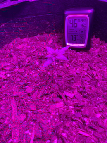 Amnesia Haze (First Ever Grow) — seedling_rooting, day 10