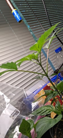 blueberry funk — vegetative, day 18