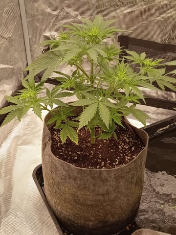 Blueberry critical kush x purple peyote wifi  and one L.a kush cake .