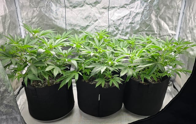 Attack Of The Clones — vegetative, day 21