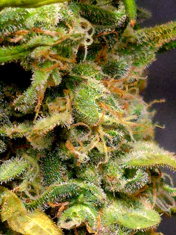 Homegrown - 🍒 🥧 & GSC Auto, 🚀 Seeds 🍌 Buttercups  — flower, day 73