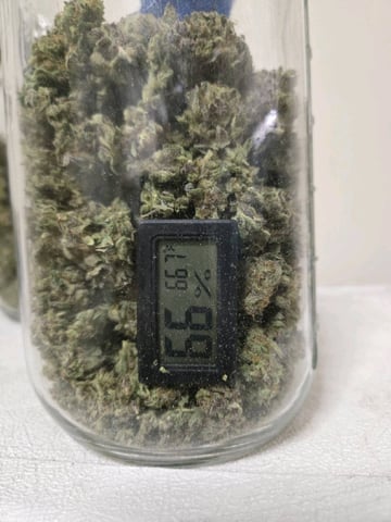 1st Grow — done, day 200