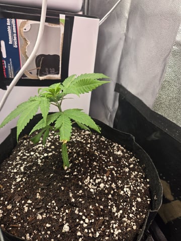 first grow second plant  — vegetative, day 25
