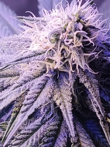 unknown strain 1st grow — flower, day 77