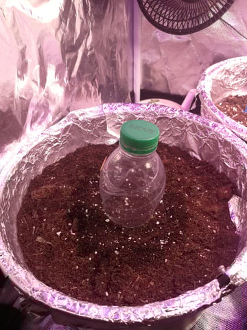 AWC  — grow_setup, day 5