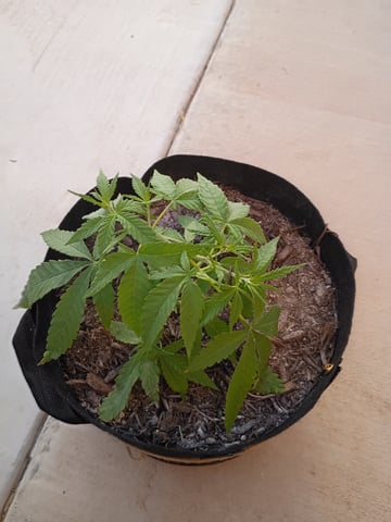 Purple Plum Perfect 💜 & 2 Grape Runtz 🍇 Mainlining garden.  — vegetative, day 53