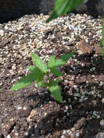Gorilla Cookies Auto — seedling_rooting, day 9