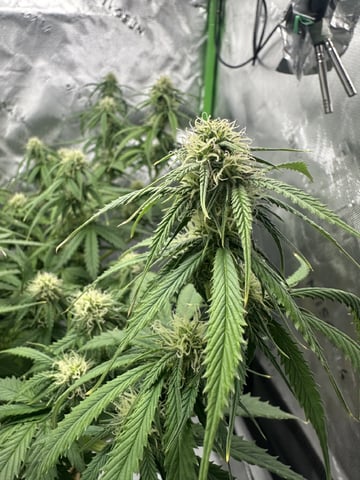 Pine (Auto) 2025 - 0 — flower, day 64