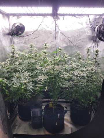 Grow — flower, day 69